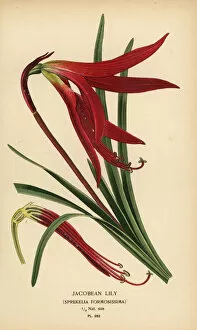 Images Dated 14th May 2019: Jacobean lily, Sprekelia formosissima