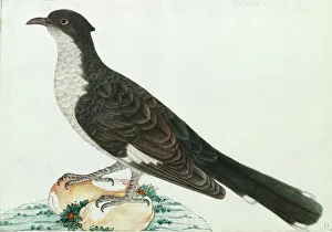 Images Dated 6th August 2013: Jacobin Cuckoo, Clamator jacobinus