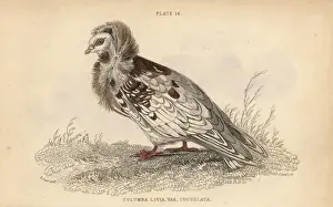 Edwardlear Prints: Jacobin pigeon, Columba cucullata Jacobina, fancy pigeon