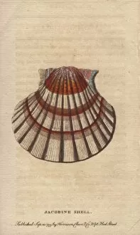 Scallop Gallery: Jacobine shell or scallop, Pectens or Escallops