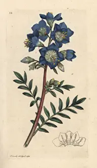 Jacobs Prints: Jacobs ladder or Greek valerian, Polemonium caeruleum