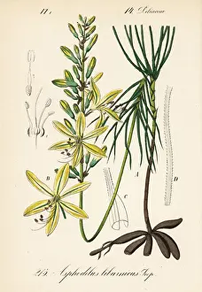 Jacobs rod, Asphodeline liburnica
