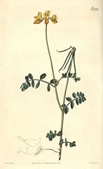 Curtis Prints: Jacquins least coronilla, Coronilla minima