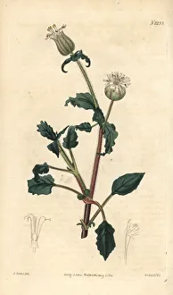 Silene Collection: Jagged flowered catchfly, Oberna lacera