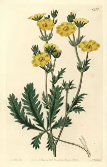 Jagged-leaved cinquefoil, Potentilla laciniosa