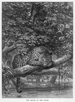 JAGUAR