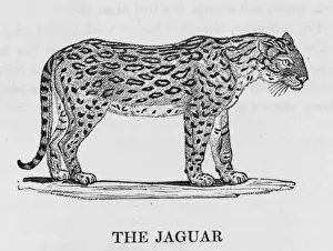 Felis Prints: Jaguar (Bewick)