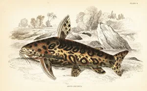 Jaguar catfish, Liosomadoras oncinus