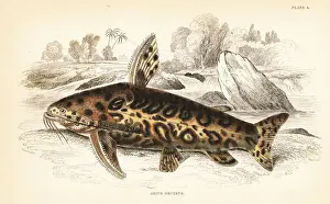 Guiana Prints: Jaguar catfish, Liosomadoras oncinus