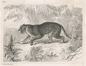 Jaguar (Engraving)