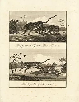 Panthera Collection: Jaguar and ocelot