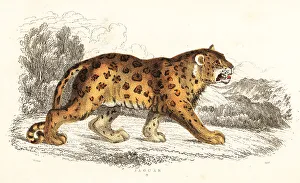 Jaguar, Panthera onca