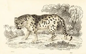 Predator Prints: Jaguar, Panthera onca