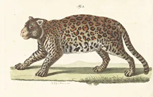 Carl Bertuch Prints: Jaguar, Panthera onca, native to the Americas