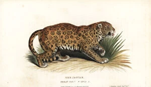 Near Gallery: Jaguar, Panthera onca. Near threatened