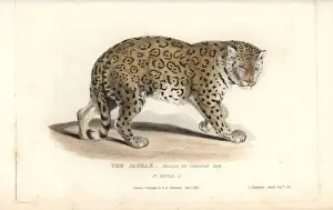 Jaguar, Panthera onca. Near threatened
