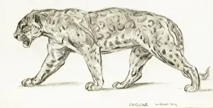 Jaguar Prints: Jaguar Walking