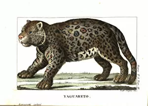 Panthera Collection: Jaguar or yaguarete, Panthera onca