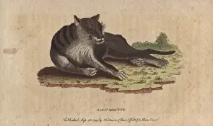 Jaguarette or black cougar, Panthera species