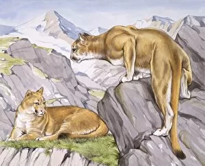 Two Jaguars - South America