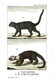 Felix Prints: Jaguarundi and grey-headed tayra