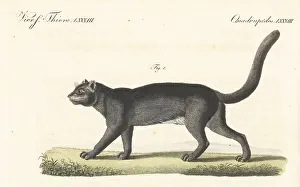 Carl Bertuch Prints: Jaguarundi, Herpailurus yagouaroundi