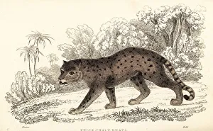 Predator Prints: Jaguarundi, Puma yagouaroundi