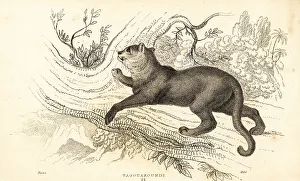 Predator Prints: Jaguarundi, Puma yagouaroundi