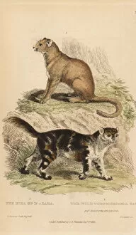 Landseer Collection: Jaguarundi and wild tortoiseshell cat