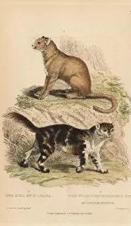 Landseer Collection: Jaguarundi and wild tortoiseshell cat