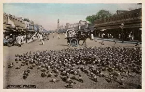 Jaipur, Rajastan, India - Pigeons