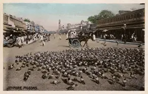 Pigeons Prints: Jaipur, Rajastan, India - Pigeons