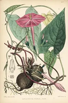 Tuber Prints: Jalap, Ipomoea dumosa