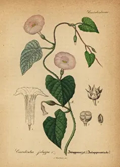 Jalap, Ipomoea jalapa