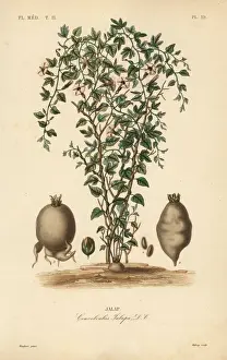 Root Prints: Jalap vine, Ipomoea jalapa, Convolvulus jalapa