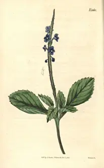 Jamaicensis Prints: Jamaica bastard-vervain, Stachytarpheta jamaicensis
