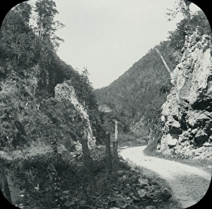 Antilles Collection: Jamaica - Bog Walk