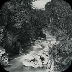 Jamaica - Bog Walk