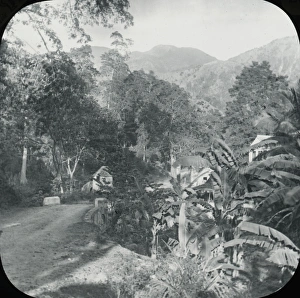 Antilles Collection: Jamaica - Gordons Town