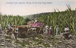 Oxen Gallery: Jamaica - Harvesting the Sugar Cane Crop