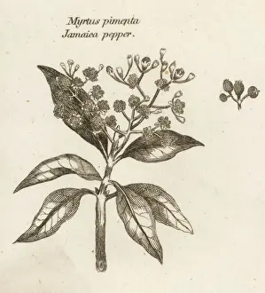 Jamaica Pepper