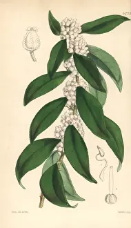 Jamaicensis Prints: Jamaica staggerbush, Lyonia jamaicensis