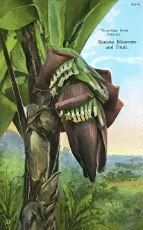 Caribbean Prints: Jamaica, West Indies - Banana Blossoms and fruit