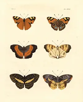 Nymph Prints: Jamaican banner, soldier pansy and brilliant