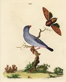 Grosbeak Collection: Jamaican euphonia, Euphonia jamaica