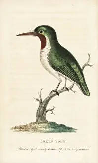 Naturalistspocketmagazine Prints: Jamaican or green tody, Todus todus