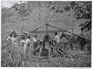 Planters Gallery: Jamaican industry was struggling against fierce rivalry of production volumes from