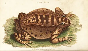 Rana Gallery: Jamaican laughing frog, Osteopilus ocellatus
