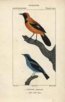 Oriole Prints: Jamaican oriole, Icterus leucopteryx, and blue