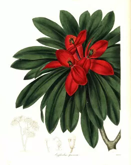Jamaican poinsettia or Crimson-flowered euphorbia